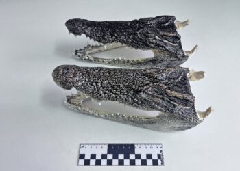 В новосибирском аэропорту у туриста изъяли головы крокодила