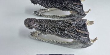 В новосибирском аэропорту у туриста изъяли головы крокодила