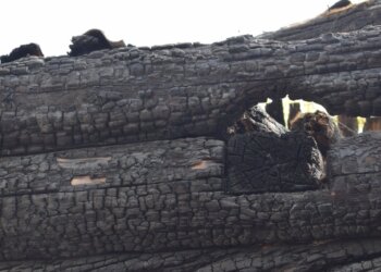 Трагедия в Коченёвском районе: на пожаре погибли женщина и двое детей