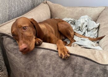 В Новосибирске пройдет благотворительный фестиваль помощи бездомным животным