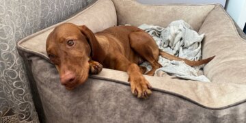 В Новосибирске пройдет благотворительный фестиваль помощи бездомным животным