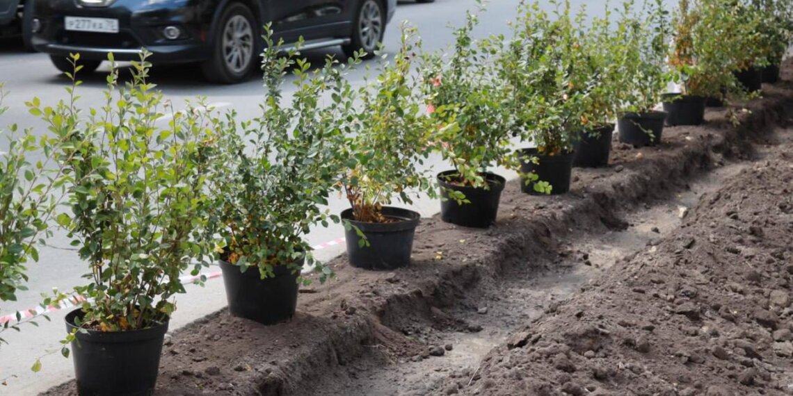 Новосибирск станет зеленее: Максим Кудрявцев поделился планами по благоустройству города