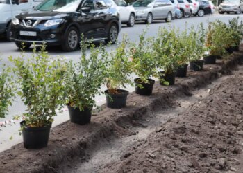 Новосибирск станет зеленее: Максим Кудрявцев поделился планами по благоустройству города