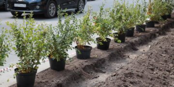 Новосибирск станет зеленее: Максим Кудрявцев поделился планами по благоустройству города