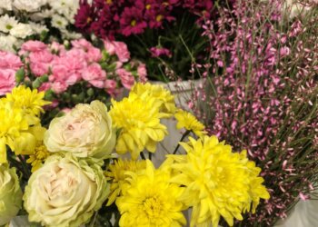 Сибирь будет цвести: новые теплицы для выращивания орхидей и хризантем появятся в Алтайском крае и Новосибирской области