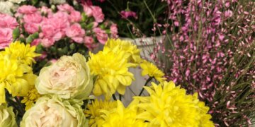 Сибирь будет цвести: новые теплицы для выращивания орхидей и хризантем появятся в Алтайском крае и Новосибирской области