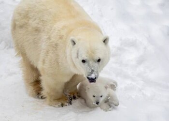 Весенняя декада пожилых стартует в Новосибирском зоопарке 27 марта