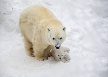 У Герды и Кая снова пополнение: в Новосибирском зоопарке родился медвежонок