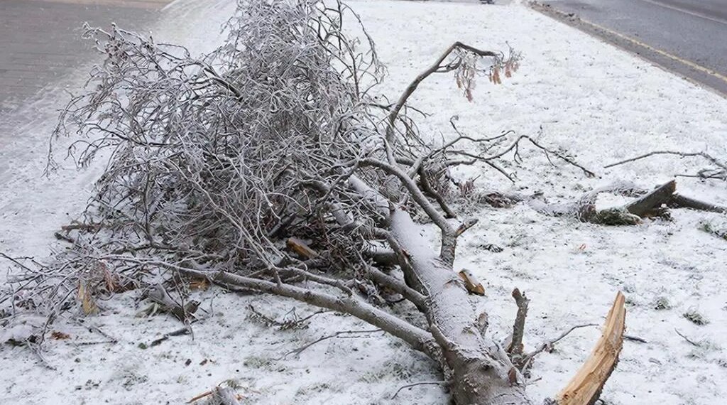 Директора муниципального учреждения в Новосибирске будут судить за халатность
