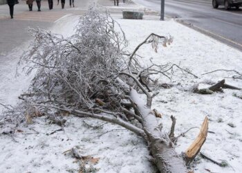 Директора муниципального учреждения в Новосибирске будут судить за халатность
