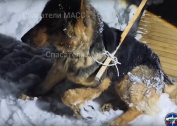 Собака попала в капкан в Заельцовском бору