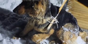 Собака попала в капкан в Заельцовском бору