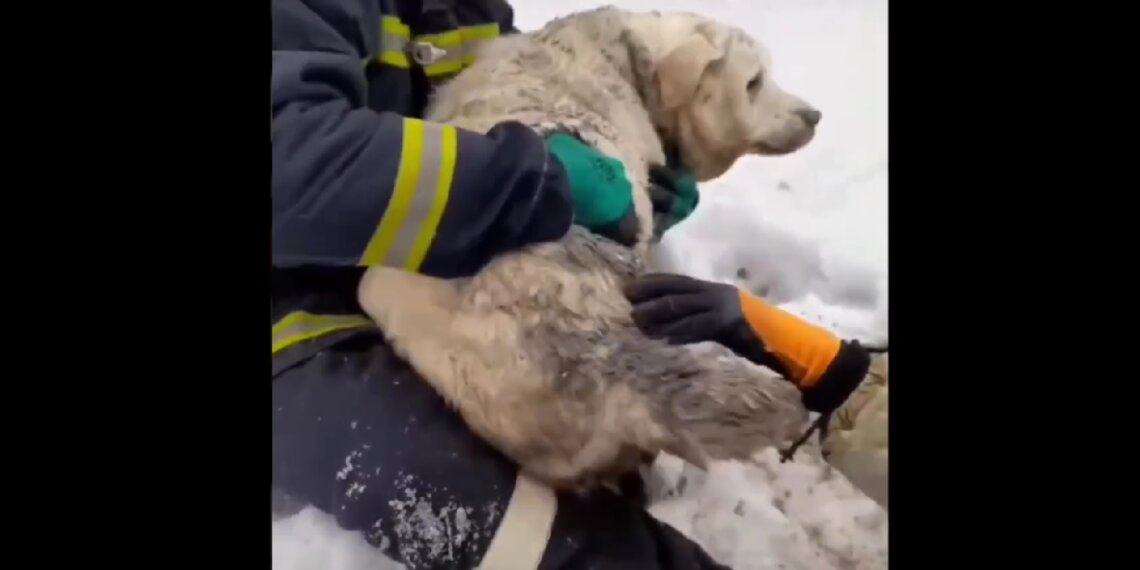 Лабрадор провалился в глубокую яму в Новосибирске — на место выезжали спасатели