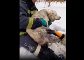 Лабрадор провалился в глубокую яму в Новосибирске — на место выезжали спасатели
