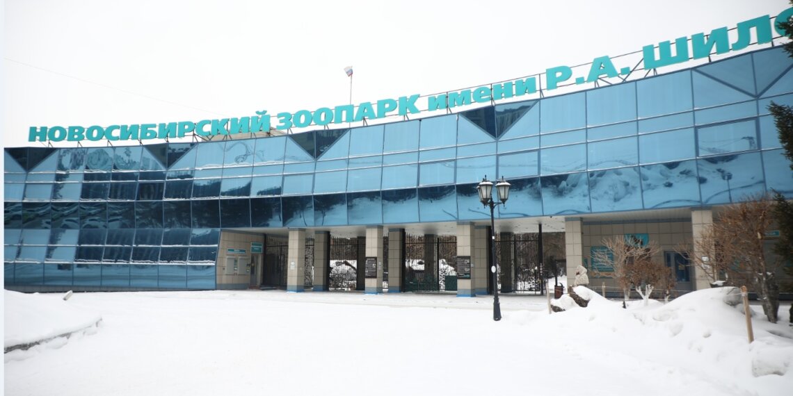 Горячие источники для макак и новый дом для белых медведей: как преобразится Новосибирский зоопарк