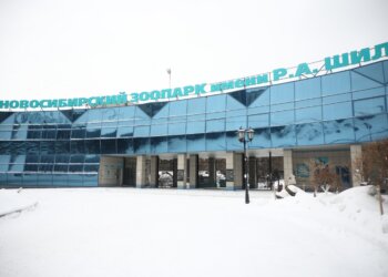 Горячие источники для макак и новый дом для белых медведей: как преобразится Новосибирский зоопарк