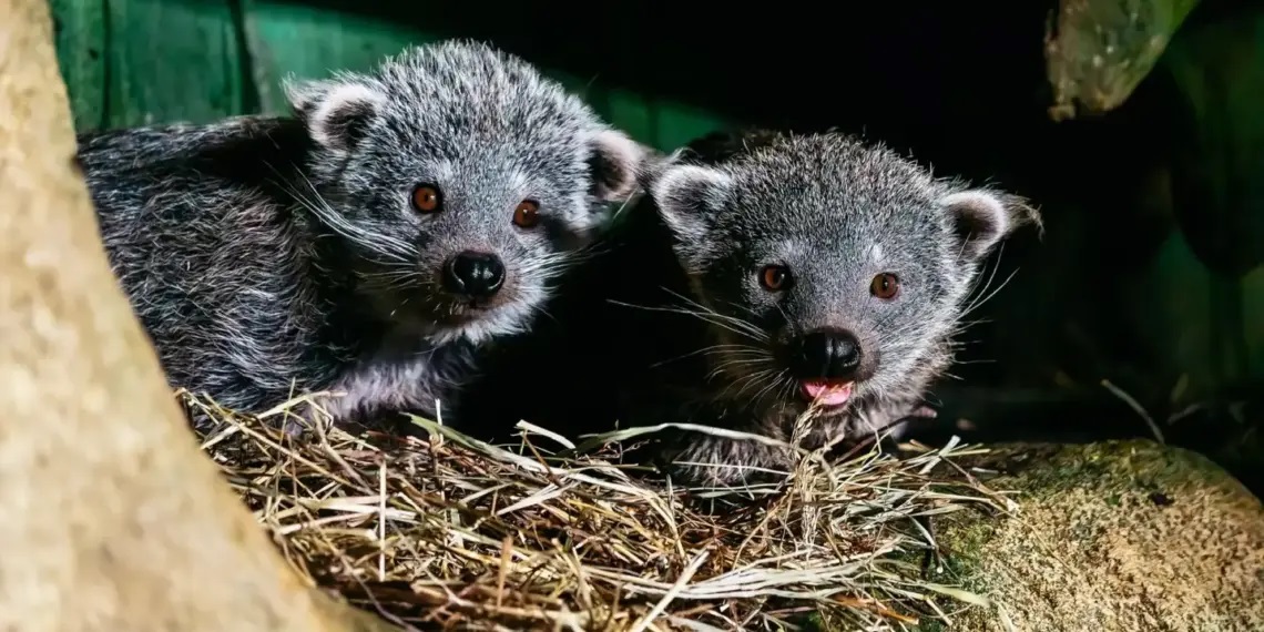 «Хорошо, как на родине»: детёныши бинтуронгов продолжают покорять сердца