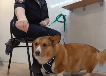 Не просто декоративная собачка: в Алтайской полиции начал служить корги