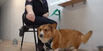 Не просто декоративная собачка: в Алтайской полиции начал служить корги