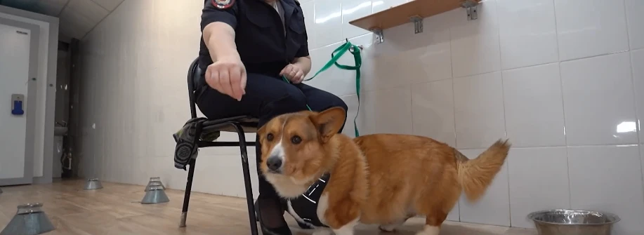 Не просто декоративная собачка: в Алтайской полиции начал служить корги