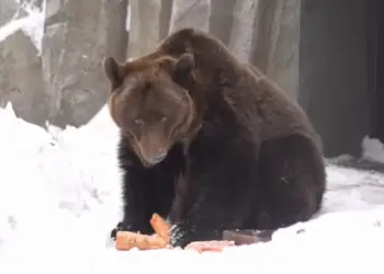Разминают лапы и щурятся на солнце: в Новосибирском зоопарке проснулись бурые медведи