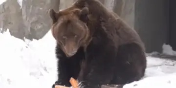 Разминают лапы и щурятся на солнце: в Новосибирском зоопарке проснулись бурые медведи