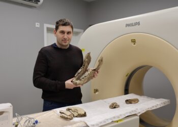 В НГУ впервые провели КТ-исследования челюсти ископаемого шерстистого носорога