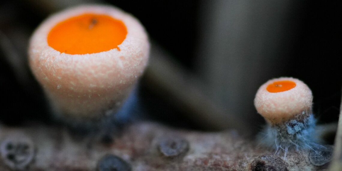 Необычные оранжевые грибы появились на берегу Телецкого озера