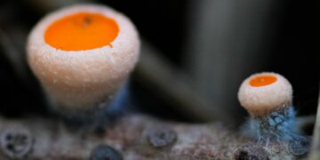 Необычные оранжевые грибы появились на берегу Телецкого озера