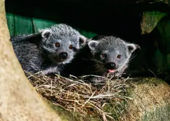 Тройное пополнение: в Новосибирском зоопарке родились детёныши бинтуронга