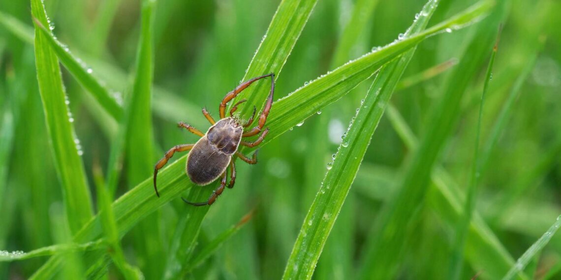 Сезон клещей открыт: специалисты рассказали, как защитить себя и дачу