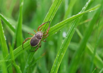 Сезон клещей открыт: специалисты рассказали, как защитить себя и дачу