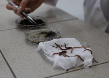 Косметику будущего из дождевых червей создали сибирские учёные