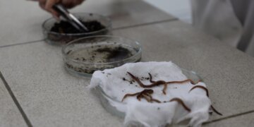 Косметику из дождевых червей создают сибирские учёные