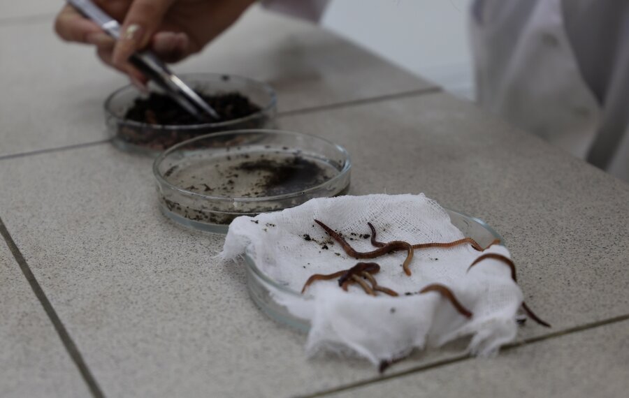 Косметику из дождевых червей создают сибирские учёные