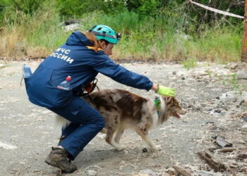 Кинолог рассказала, как собаки искали людей после обрушения дома на Линейной в Новосибирске