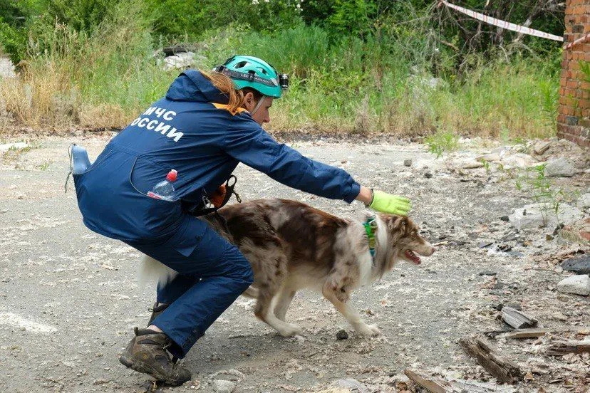 Кинолог рассказала, как собаки искали людей после обрушения дома на Линейной в Новосибирске