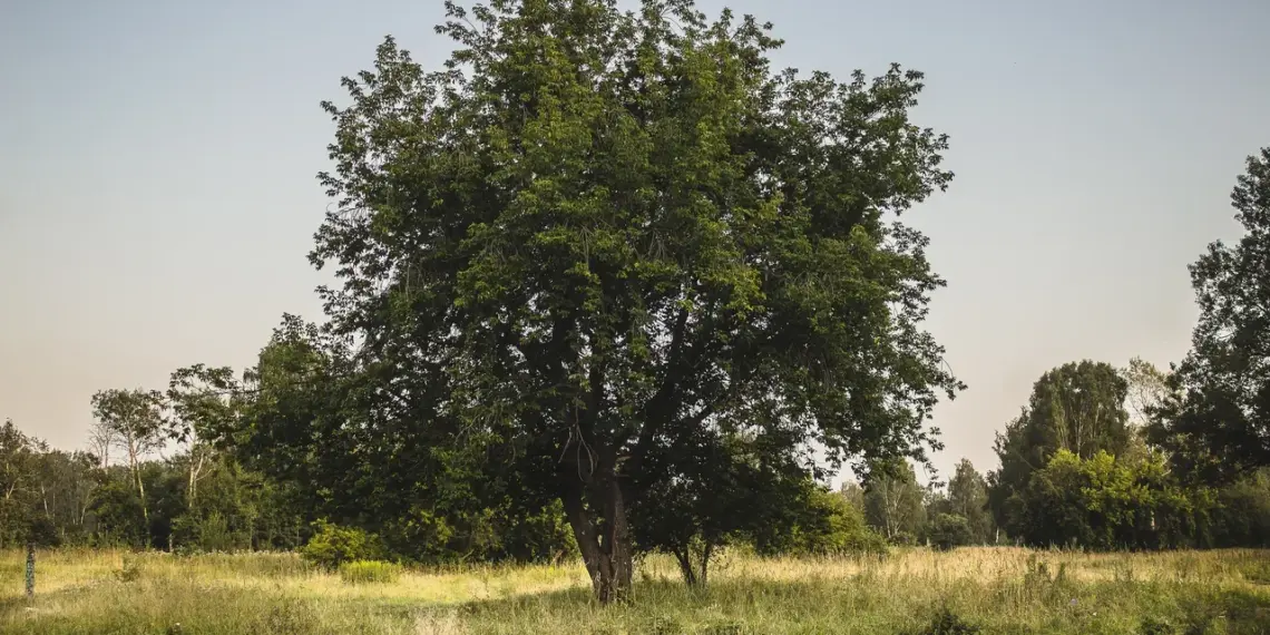 700 тысяч за клён: новые штрафы для дачников вступили в силу с 1 марта