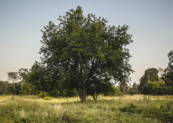 700 тысяч за клён: новые штрафы для дачников вступили в силу с 1 марта