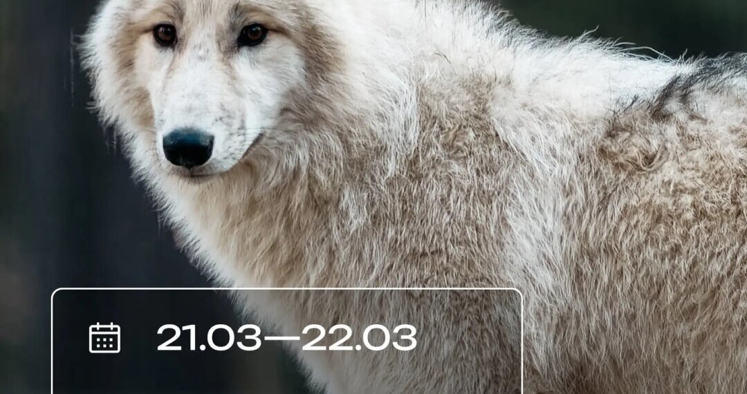 Обед с волками: новосибирцев приглашают провести выходные в зоопарке