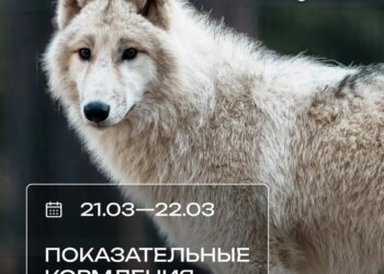 Обед с пингвинами: новосибирцев приглашают провести выходные в зоопарке