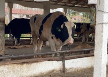 Почти 86% скота в Новосибирской области изъято у крупных предприятий