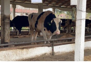 Точечно и оперативно: областные власти развернули мобильные пункты помощи семьям, потерявшим животных