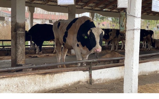 Точечно и оперативно: областные власти развернули мобильные пункты помощи семьям, потерявшим животных