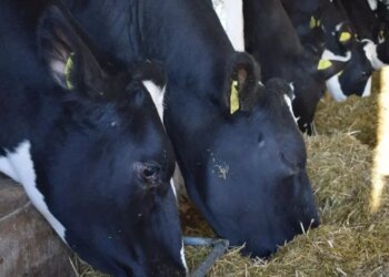 Полиция призвала не препятствовать законным действиям профильных ведомств во время карантина