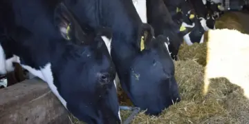 На сибирских трассах развернули 398 коров из-за отсутствия документов