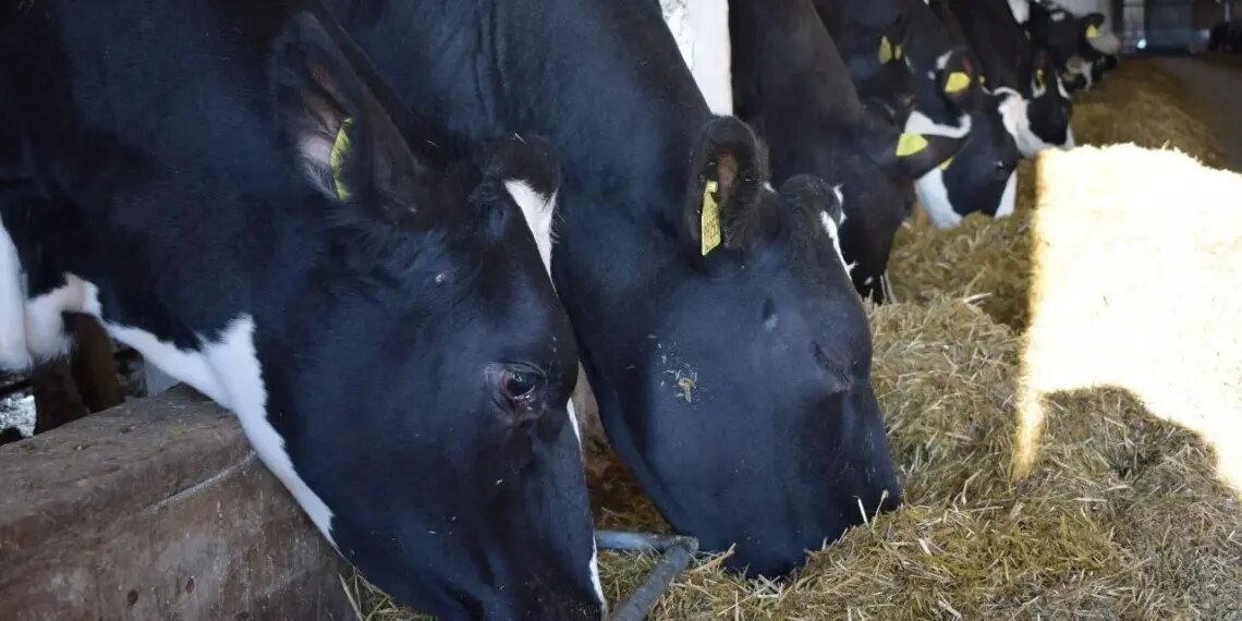 Полиция призвала не препятствовать законным действиям профильных ведомств во время карантина