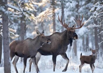 «Считаем по следам»: в Новосибирской области подвели итоги зимнего маршрутного учёта
