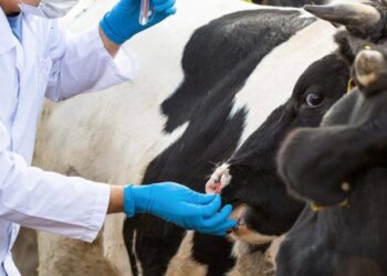 Власти НСО помогут жителям сёл в приобретении нового скота