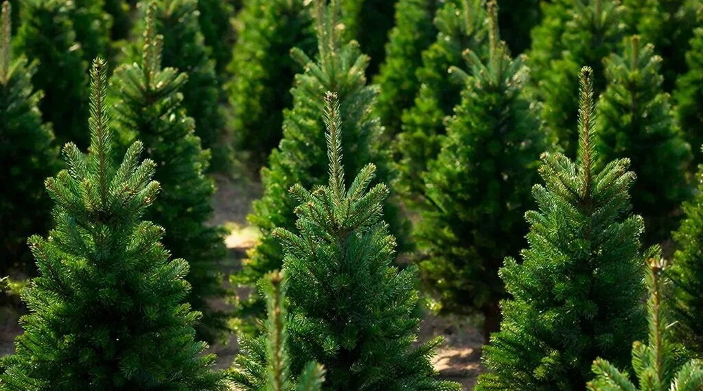 «Засадим всю область»: новосибирские лесоводы подходят к сезону с рекордным запасом семян